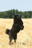 SCHIPPERKE 070